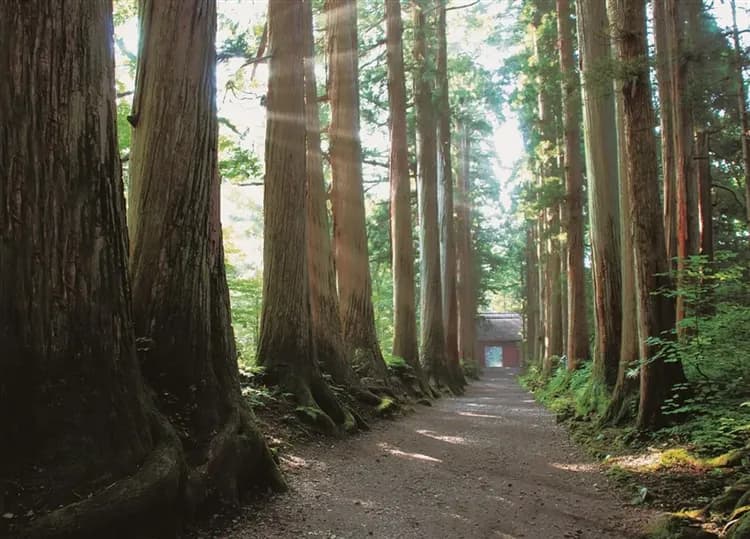 深度北陸賞櫻～富山包機｜百選櫻花秘境～新潟高田城址.臥龍公園.春日四重奏.兼六園.新穗高纜車.千年善光寺.戶隱神社五日｜不進店.保住五星之宿-6