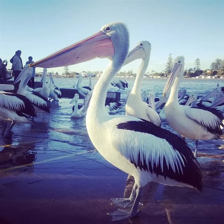澳洲旅遊｜《小孩不佔床扣一萬》入住海豚島度假村2晚·季節賞鯨·滑沙快感·親餵可愛海豚·擁抱無尾熊·酒莊·黃金親子9日-7