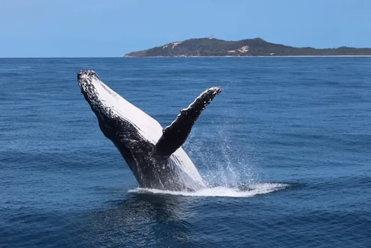 Tangalooma Island Resort