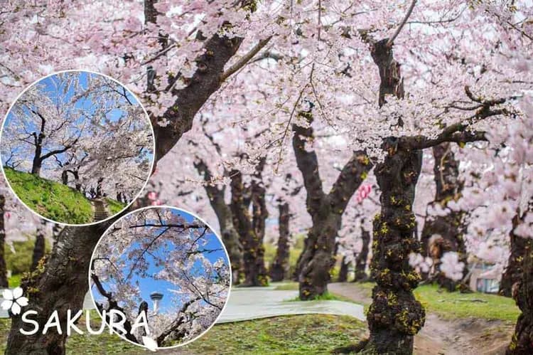 賞櫻最前線～五稜郭城跡．登塔眺望五稜星芒