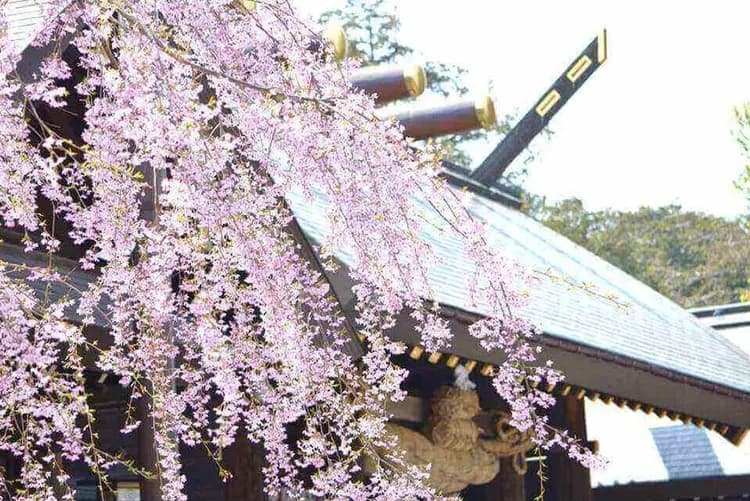 賞櫻最前線～五稜郭城跡．登塔眺望五稜星芒