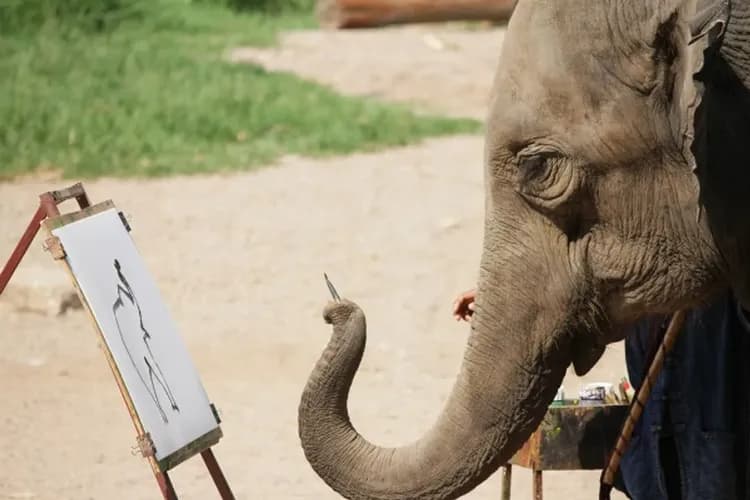 湄登象園(騎大象、大象表演、長頸族村)