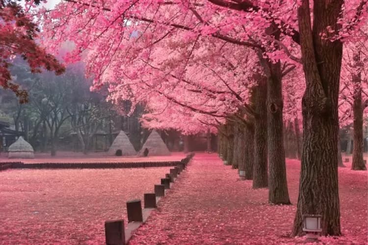 南怡島遊船賞櫻