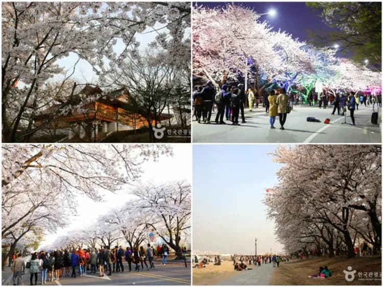 韓國櫻紛飛～雪嶽山纜車、汝矣櫻花隧道、南怡島鏡浦臺、兩晚五星飯店五日-5