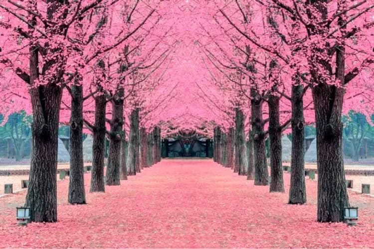 南怡島遊船賞櫻