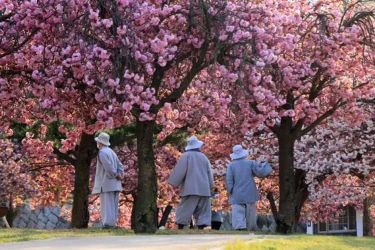 佛國寺櫻花-韓國櫻花百選
