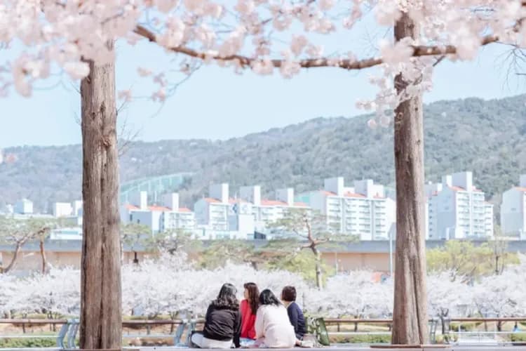 金海蓮池公園(湖畔櫻花)-金海蓮池公園(湖畔櫻花)