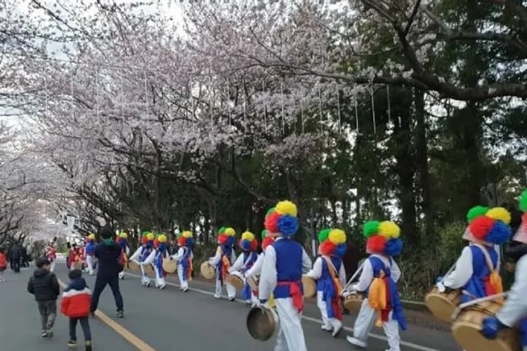 涯月邑 長田里櫻花隧道-賞櫻最前線