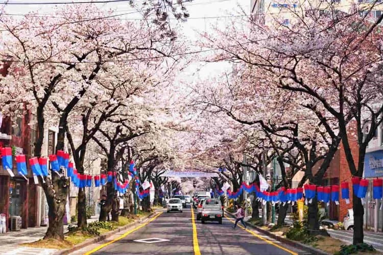 典農路 櫻花隧道-賞櫻最前線