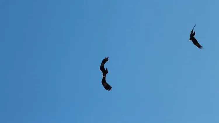 春遊｜馬來西亞｜檳城｜蘭卡威｜升旗山纜車.紅樹林遊船.世界最大彎曲吊橋.無購物.美食饗宴五日-11