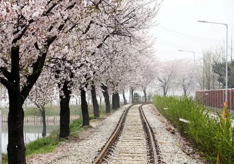 義王鐵道自行車