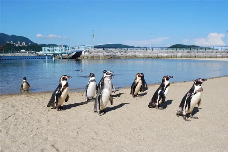 暑假折2千|九州由布院之森.企鵝水族館.別府纜車.自然野生動物園.三大蟹溫泉五日
