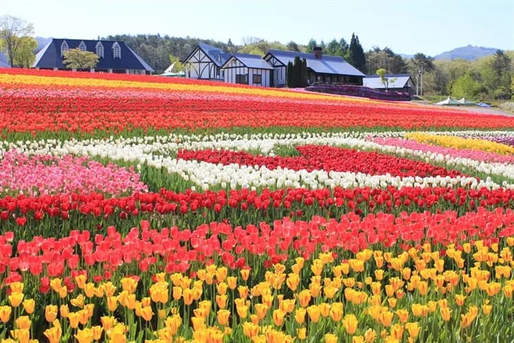 春遊大阪北陸旅遊｜台灣虎航｜立山雪牆物語～鬱金香.兼六園.合掌村.上高地.近江牛鐵板燒.近江八幡堀遊船六日｜高雄