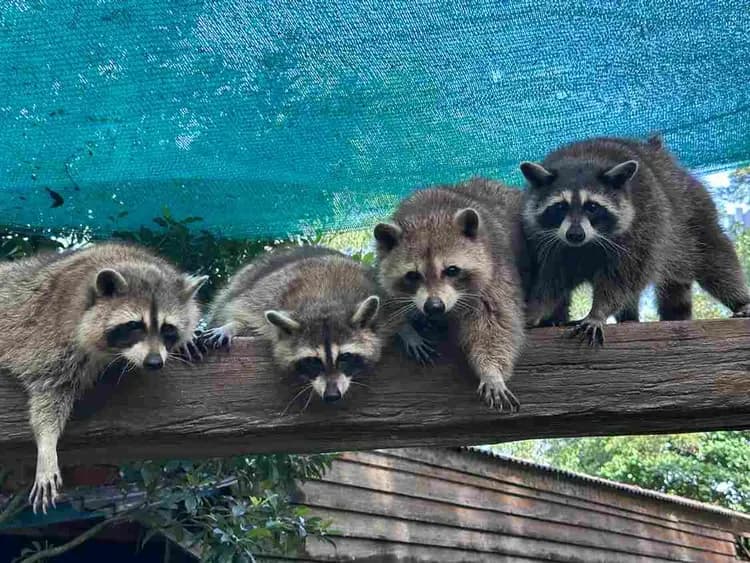 城市互動農場(導覽解說+動物餵食+蠟染DIY+冰棒一支)