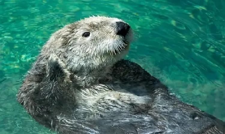 連休｜馬來西亞｜大紅花渡假村.野生動物園.手作體驗.馬來服體驗.全程5星飯店五日-12