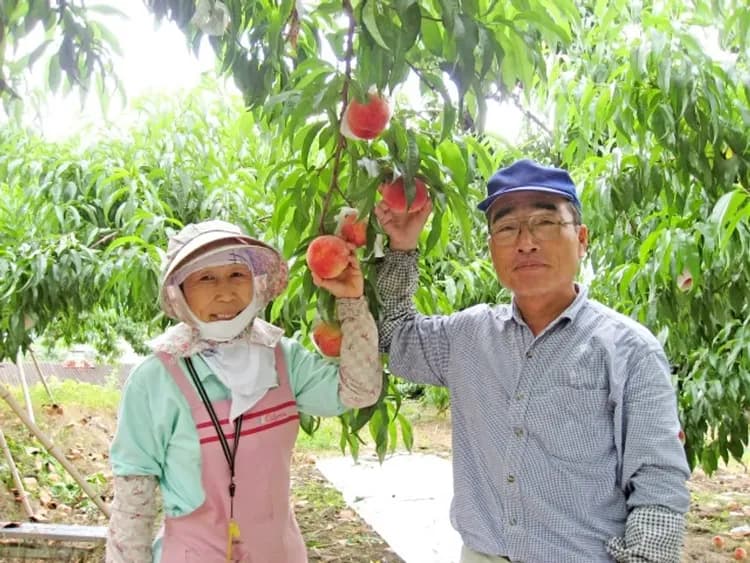 示意圖～和歌山縣觀光聯盟提供-季節採果樂