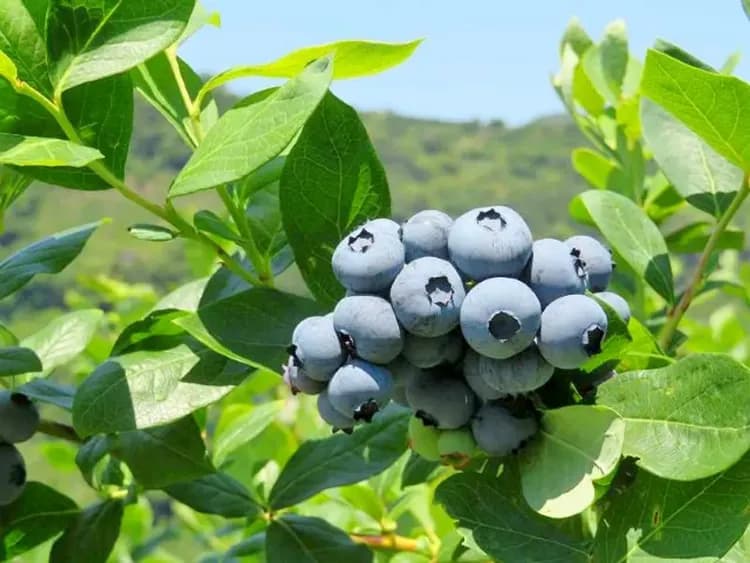 示意圖～和歌山縣觀光聯盟提供-季節採果樂