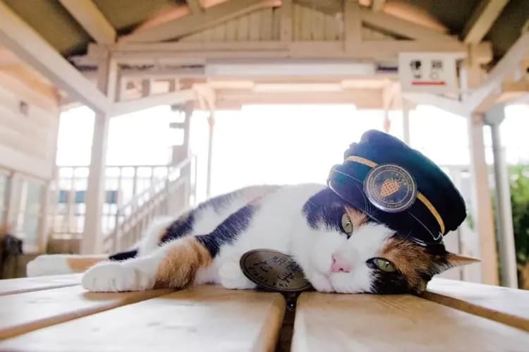 KHH關西好好玩～日本環球影城、和歌山貴志川線、有馬溫泉街、達摩勝尾寺五日