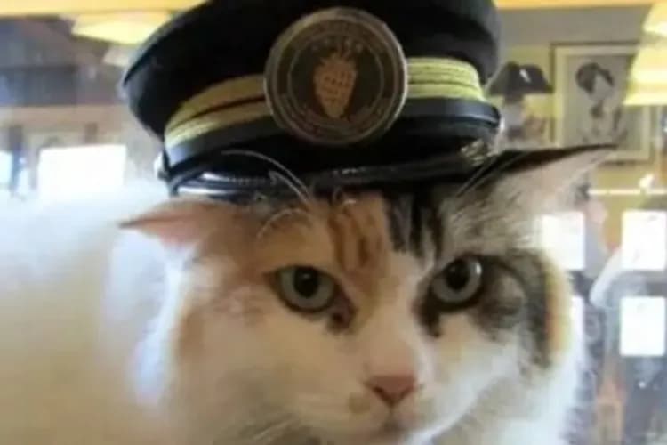 和歌山電鐵(貴志川線；伊太祈曾++貴志；約10分鐘)