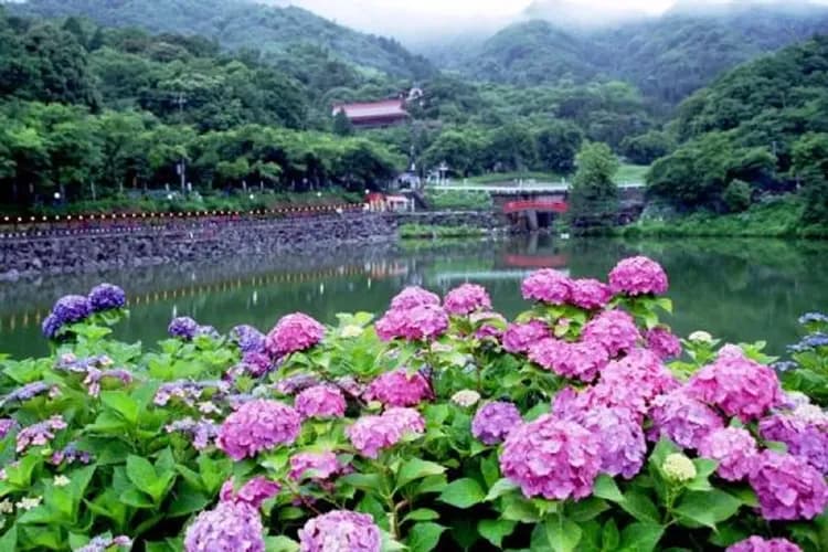 形原溫泉紫陽花祭