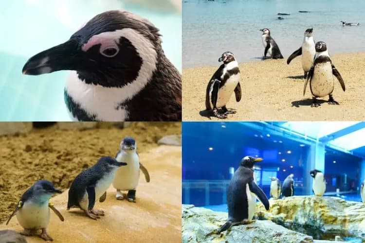 長崎企鵝水族館