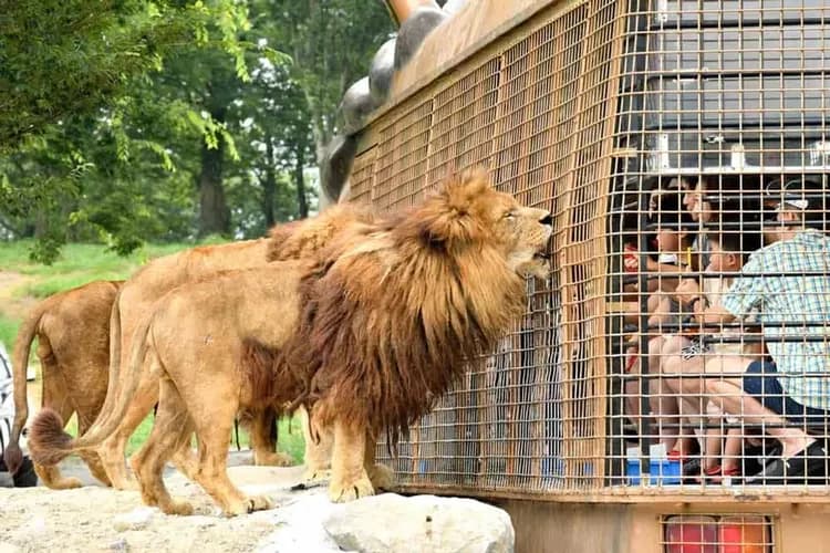 九州自然動物園(叢林巴士)