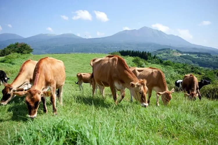 TXG南九州秘境～櫻島戀篤姬、起源神話之鄉、日南太陽花園、指宿玉手箱列車六日-7