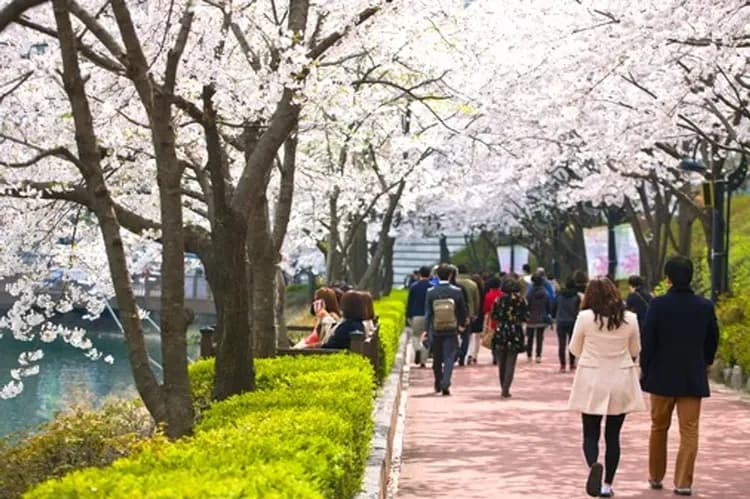 花現櫻花首爾旅遊｜南怡島櫻花仙境．石村湖賞櫻．暢玩樂天世界．湖景纜車．唯美櫻景景福宮韓服體驗五日｜高雄-8