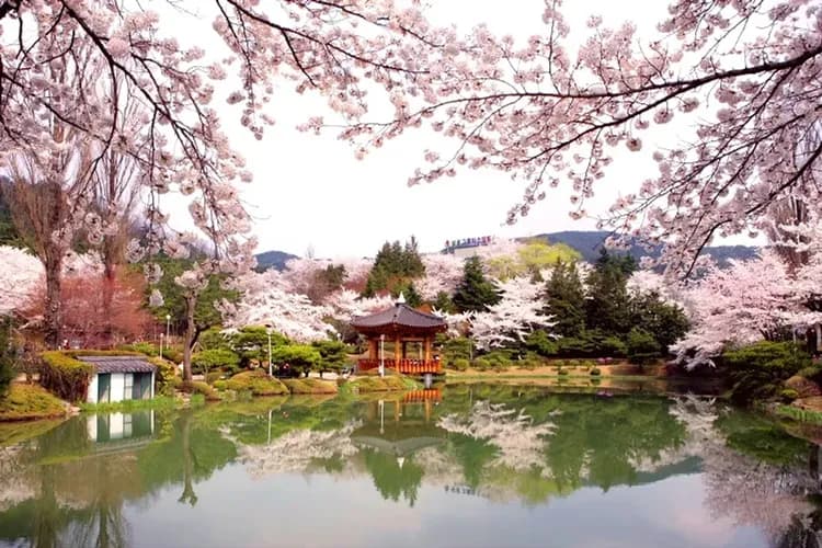 普門觀光園區櫻花