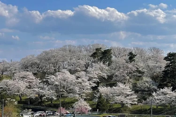 輕奢行│東北獨家浪漫只見SATONO觀光列車│櫻花百選烏帽子山公園&福島會津若松城．日本三景松島．宮城威士忌蒸餾所．星野溫泉5日-16