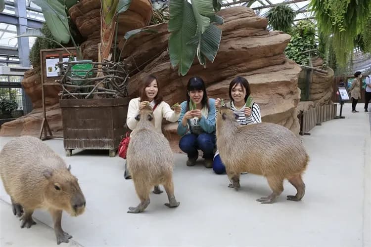 暑假預購扣2千｜大阪｜京阪神三都.環球影城超級任天堂世界.海遊館.神戶動物園五日｜兩晚環球影城旁飯店｜高雄來回