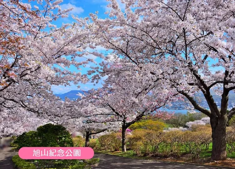 北海道櫻花浪漫雙溫泉5日.夢幻秘境青池.小金湯森林櫻.有珠山纜車.熊牧場.洞爺湖花火.登別櫻花大道.長腳蟹放題-6
