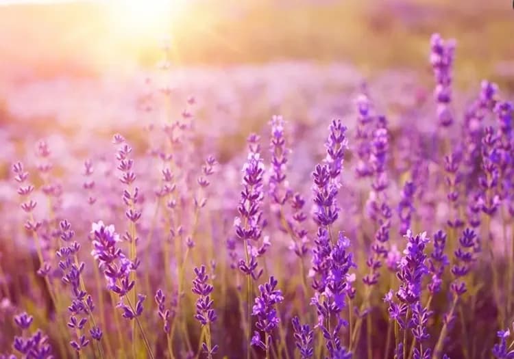 法國旅遊, 南法旅遊, 季節限定, 薰衣草