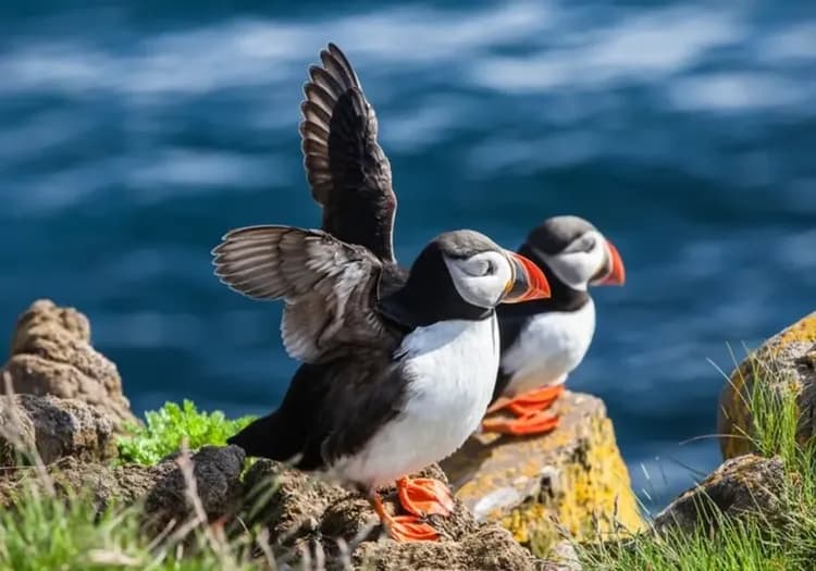 雄獅旅遊,冰島旅遊,生態之旅,冰島旅遊景點推薦,冰島夏季活動,冰島海鸚,Puffin