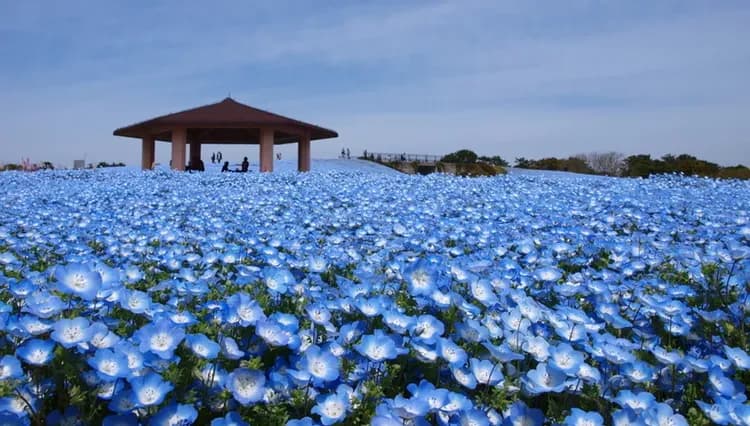春夏促銷|九州豪斯登堡Miffy夢幻慶典.海之中道蔚藍花毯.開運蛙寺.千千石觀景五日