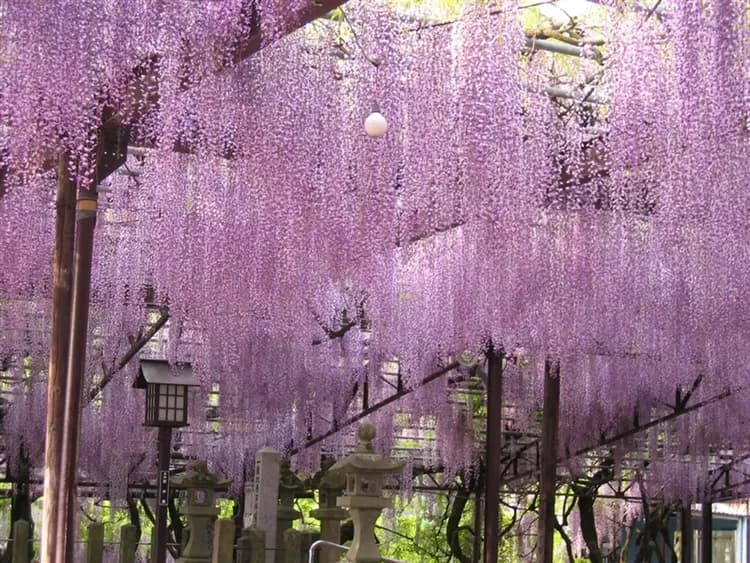 九州限定紫藤花｜折1000｜三大蟹吃到飽.保住星級酒店.金鱗湖湯布院.南阿蘇鐵道.熊本城.溫泉五日｜高雄直飛