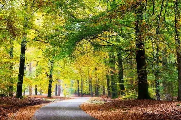 梵谷森林國家公園&庫勒穆勒美術館