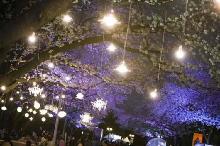 賽馬公園(賞夜櫻)