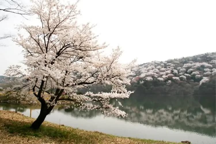 湖巖美術館(賞櫻隧道)