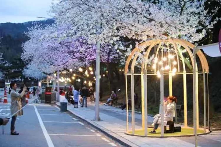 賽馬公園(賞夜櫻)