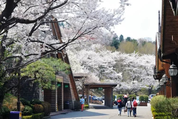 愛寶樂園(櫻花+鬱金香花園)