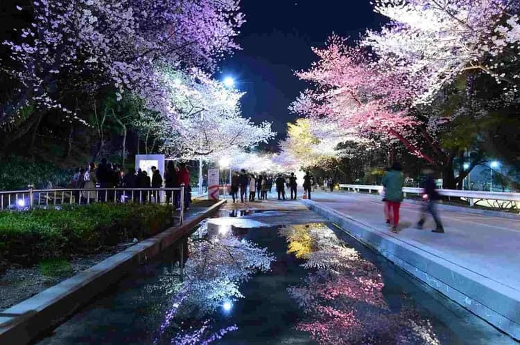 韓國櫻花清清飛～愛寶樂園花季、賽馬公園夜櫻、金豐釀造場、江華渠道滑車四日