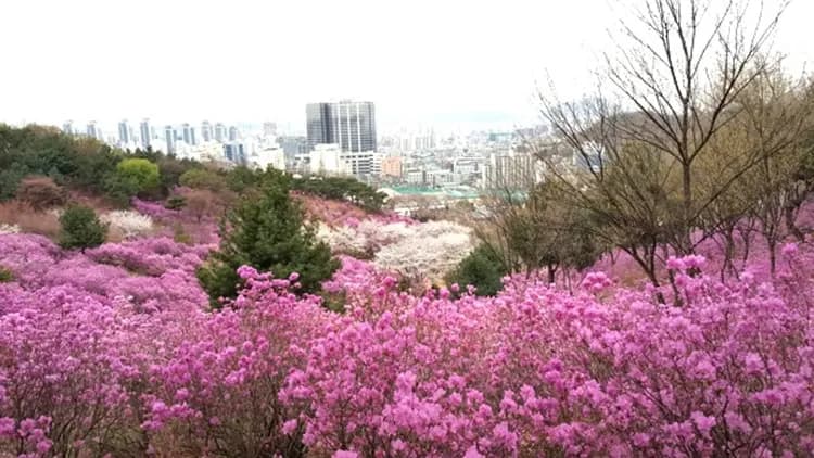 遠美山公園(季節賞櫻花、杜鵑花、迎春花)