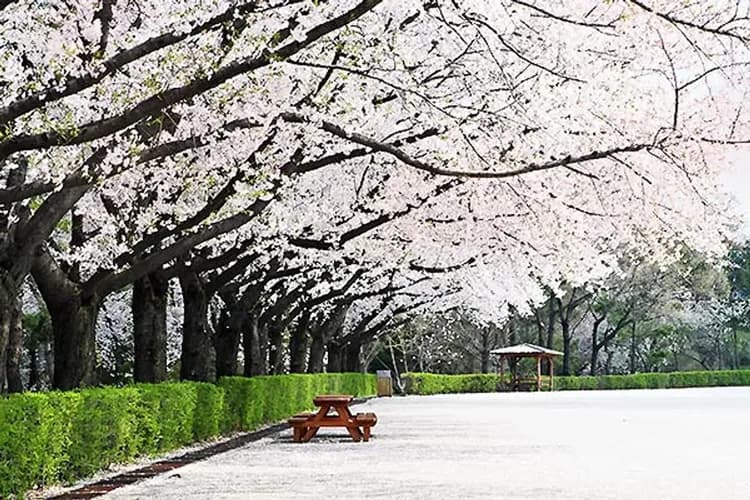 韓國櫻花相依飛～滑玉洞窟、清風湖纜車、韓服遊古宮、丹陽大明住一晚五日