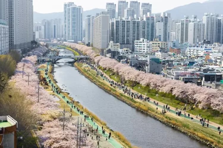 韓國櫻花清清釜～鎮海櫻花祭、韓屋村韓服遊、韓國觀光百選、河回村月映橋五日