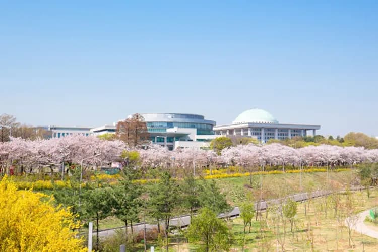 汝矣島輪中路(櫻花隧道)