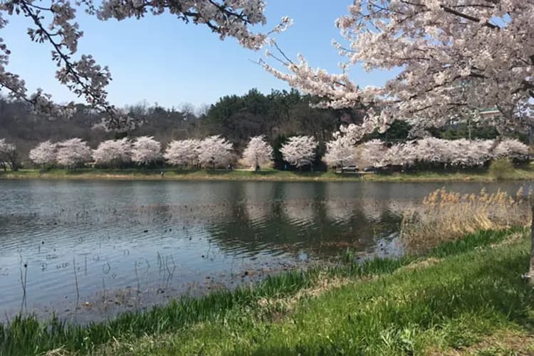 群山小鎮漫遊(賞櫻)