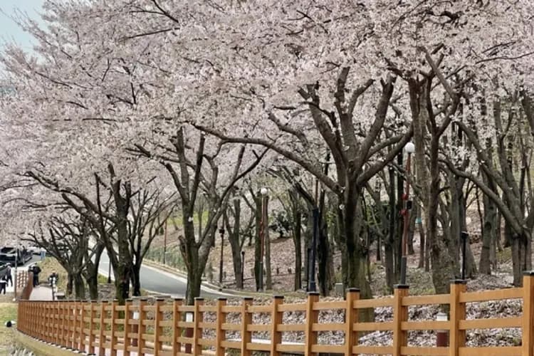 月牙山森林(秘境賞櫻)-晉州賞櫻秘境+古都巡禮