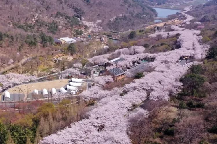 月牙山森林(秘境賞櫻)-晉州賞櫻秘境+古都巡禮