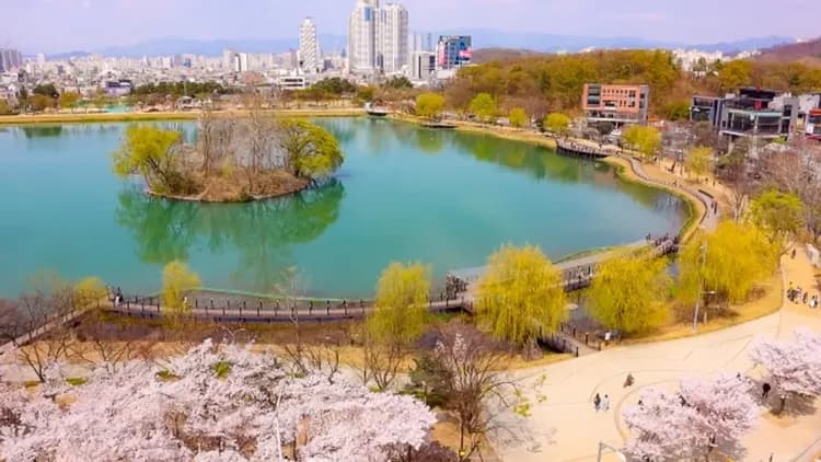 壽城池遊園區櫻花-釜邱漫漫遊